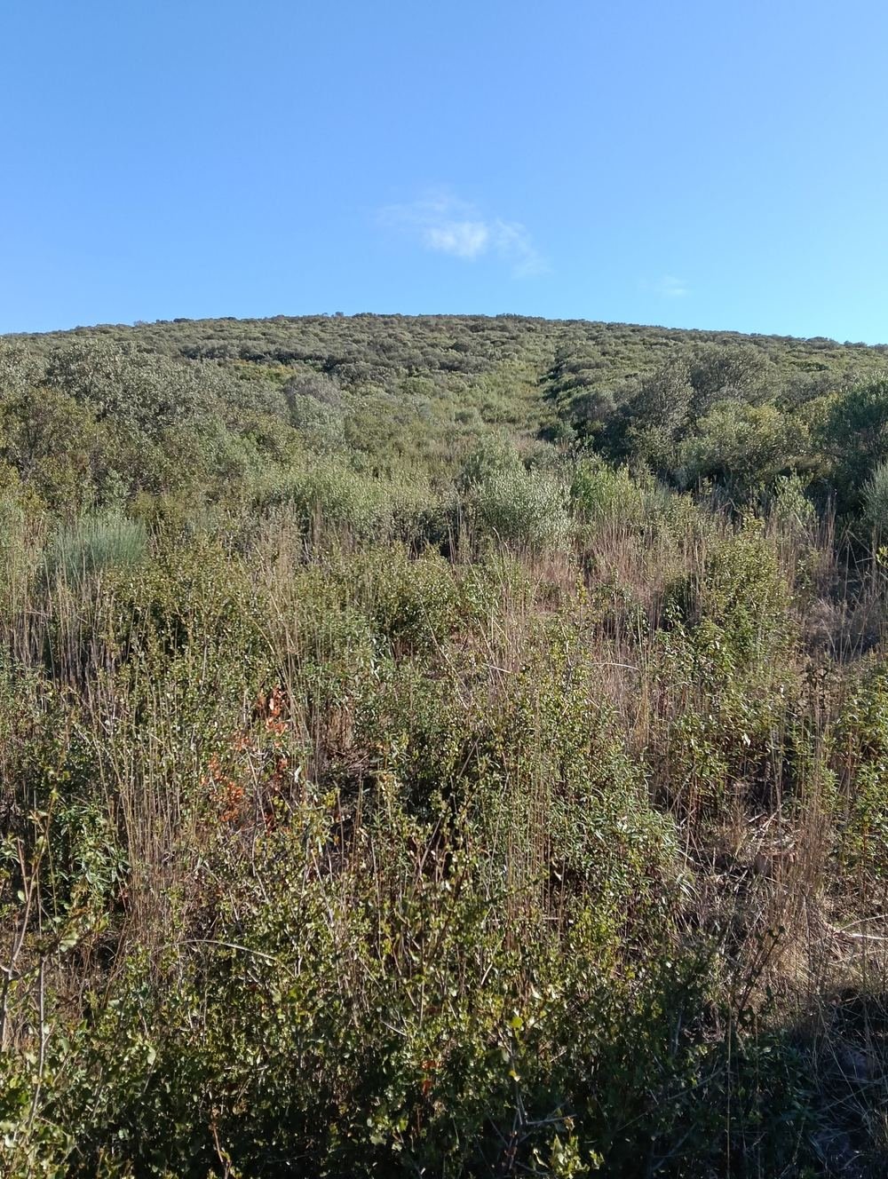 Ladera cubierta de matorral denso